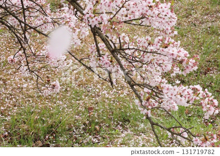 與跳舞的櫻花花瓣的春天風景 與跳舞的櫻花花瓣的春天風景 131719782