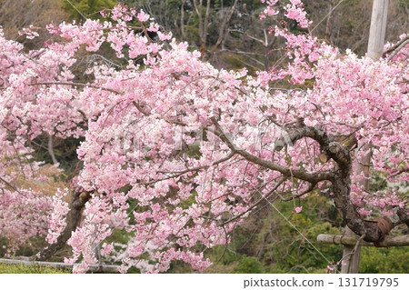 Cherry blossoms in full bloom 131719795