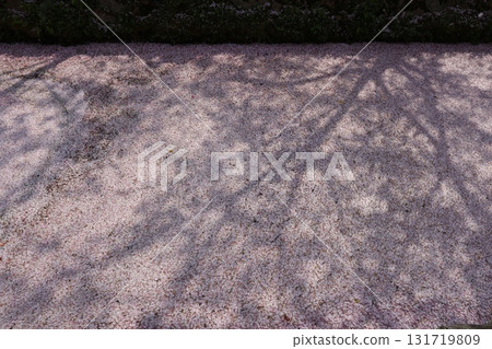 Cherry blossoms shining in the river 131719809