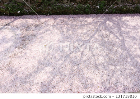 Cherry blossoms shining in the river Cherry blossoms shining in the river 131719810