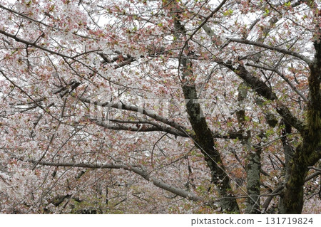 Cherry blossoms bathed in spring sunlight 131719824