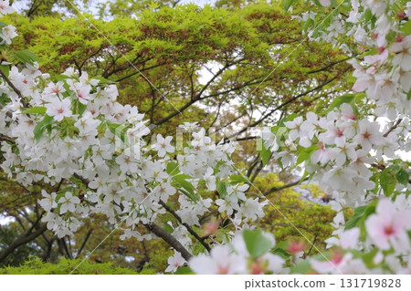 Cherry blossoms and leaves 131719828