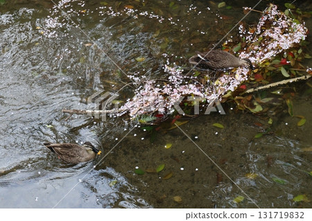 Ducks swimming in the river and cherry blossom petals Ducks swimming in the river and cherry blossom petals 131719832