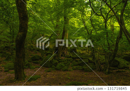 Old-growth forest of Oike Kurodake nature walkway Old-growth forest of Oike Kurodake nature walkway 131719845