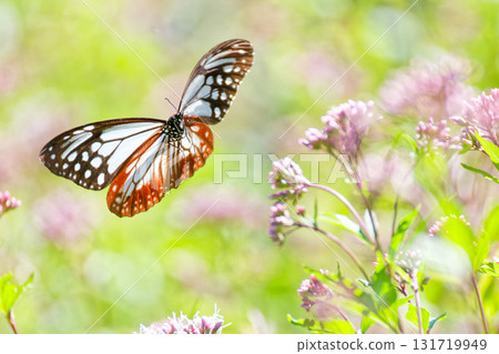A chestnut butterfly flying around a Japanese iris A chestnut butterfly flying around a Japanese iris 131719949