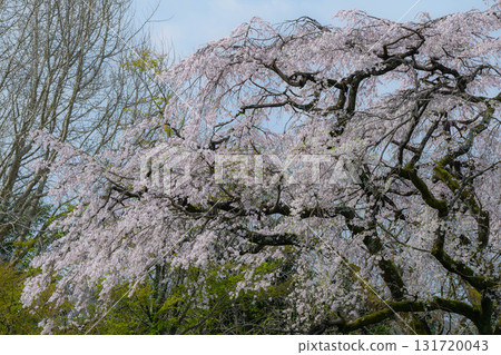 熊在佛教寺廟 熊在佛教寺廟 131720043