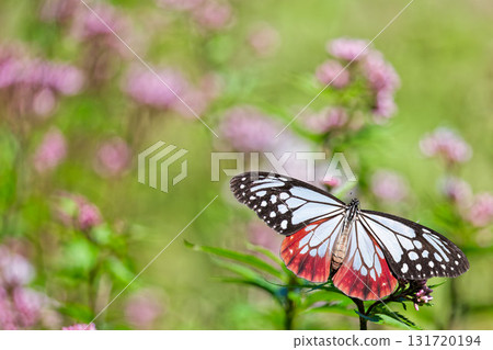 一隻遷徙的栗色蝴蝶 一隻遷徙的栗色蝴蝶 131720194