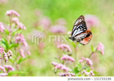 A chestnut butterfly flying with its wings spread A chestnut butterfly flying with its wings spread 131720196