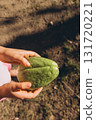 Child holding fresh chayote fruit in hands. Close up of green chayote, also known as vegetable pear or mirliton, grown in garden. Concept of exotic fruit and organic farming. 131720221