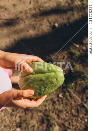 Child holding fresh chayote fruit in hands. Close up of green chayote, also known as vegetable pear or mirliton, grown in garden. Concept of exotic fruit and organic farming. 131720221