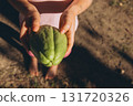 Child holding fresh chayote fruit in hands. Close up of green chayote, also known as vegetable pear or mirliton, grown in garden. Concept of exotic fruit and organic farming. 131720326