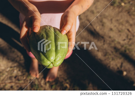 Child holding fresh chayote fruit in hands. Close up of green chayote, also known as vegetable pear or mirliton, grown in garden. Concept of exotic fruit and organic farming. Child holding fresh chayote fruit in hands. Close up of green chayote, also known as vegetable pear or mirliton, grown in garden. Concept of exotic fruit and organic farming. 131720326