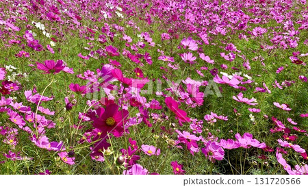 粉紅色大波斯菊(感覺)在河岸盛開(愛知縣安城市赤松町) 粉紅色大波斯菊(感覺)在河岸盛開(愛知縣安城市赤松町) 131720566