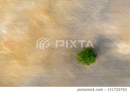 aerial view of single tree on agricultural field aerial view of single tree on agricultural field 131720783