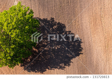 top down aerial view on a lonely tree in the middle of a cultivated field, field with tractor tracks 131720813