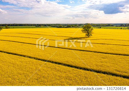 green trees in the middle of a large flowering yellow repe field, aerial view green trees in the middle of a large flowering yellow repe field, aerial view 131720814