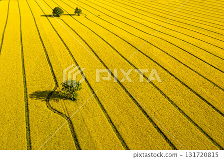 green trees in the middle of a large flowering yellow repe field, aerial view green trees in the middle of a large flowering yellow repe field, aerial view 131720815