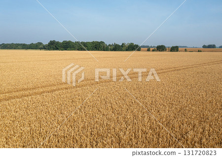 trace of the track from a tractor in the wheat field, tracks running off through a golden corn field trace of the track from a tractor in the wheat field, tracks running off through a golden corn field 131720823