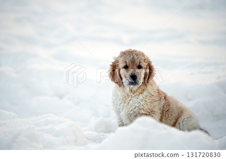 small golden retriever puppy playing in the snow 131720830