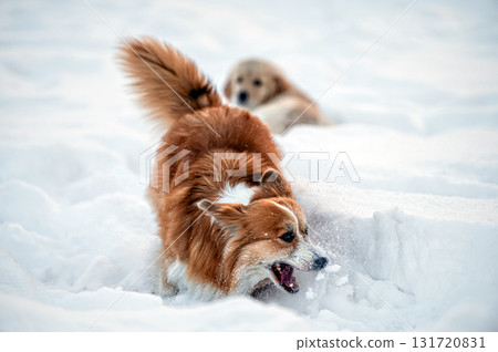 a golden retriever and a welsh corgi play in the white snow 131720831