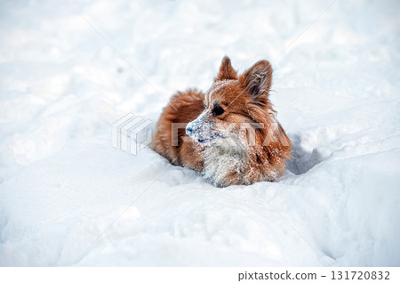 welsh corgi pembroke plays in the white snow 131720832