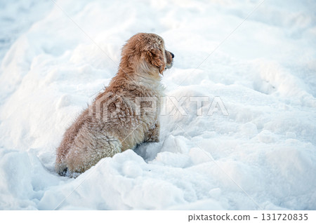 small golden retriever puppy playing in the snow 131720835