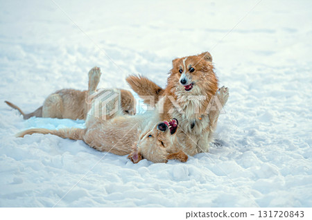 a golden retriever and a welsh corgi play in the white snow 131720843