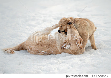 two golden retrievers run and play in the snow two golden retrievers run and play in the snow 131720847