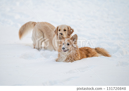 a golden retriever and a welsh corgi play in the white snow a golden retriever and a welsh corgi play in the white snow 131720848