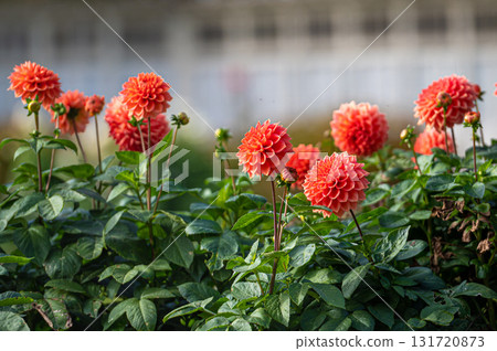 red dahlias on a defocused background, selective focus, close-up 131720873