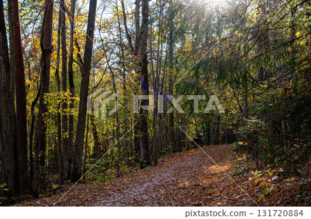 road in autumn forest, footpath through forest in autumn, autumn season in the park road in autumn forest, footpath through forest in autumn, autumn season in the park 131720884