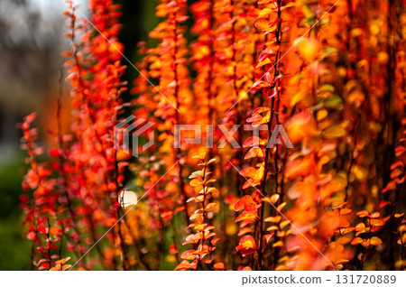 closeup of a barberry branch with red leaves with selective focus on a blurry autumn background closeup of a barberry branch with red leaves with selective focus on a blurry autumn background 131720889