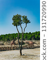 Giraffe eating near a feeder in naturalistic safari setting by the water. Dry landscape with trees and forest in background on sunny summer day 131720990