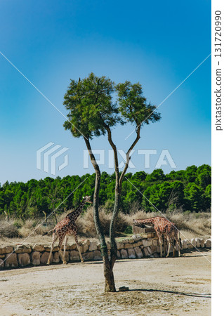 Giraffe eating near a feeder in naturalistic safari setting by the water. Dry landscape with trees and forest in background on sunny summer day Giraffe eating near a feeder in naturalistic safari setting by the water. Dry landscape with trees and forest in background on sunny summer day 131720990