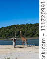 Giraffe eating from tree near a lake with forest in the background. Wildlife scene in naturalistic safari environment on a sunny day 131720991
