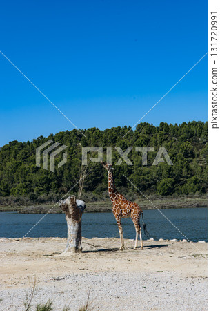 Giraffe eating from tree near a lake with forest in the background. Wildlife scene in naturalistic safari environment on a sunny day Giraffe eating from tree near a lake with forest in the background. Wildlife scene in naturalistic safari environment on a sunny day 131720991