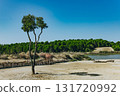 Giraffe eating near a feeder in naturalistic safari setting by the water. Dry landscape with trees and forest in background on sunny summer day 131720992