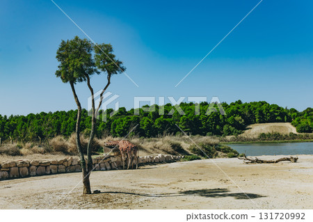Giraffe eating near a feeder in naturalistic safari setting by the water. Dry landscape with trees and forest in background on sunny summer day Giraffe eating near a feeder in naturalistic safari setting by the water. Dry landscape with trees and forest in background on sunny summer day 131720992