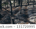 Giraffe eating from tree near a lake with forest in the background. Wildlife scene in naturalistic safari environment on a sunny day 131720995
