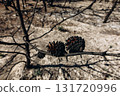 Giraffe eating from tree near a lake with forest in the background. Wildlife scene in naturalistic safari environment on a sunny day 131720996