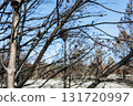 Giraffe eating from tree near a lake with forest in the background. Wildlife scene in naturalistic safari environment on a sunny day 131720997