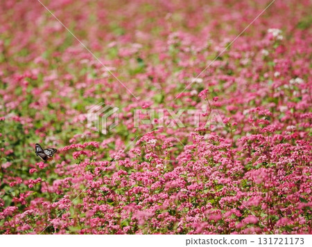 棲息在紅蕎麥花上的紅虎斑蝶和信州箕輪町（紅蕎麥村）美麗的自然風光 131721173