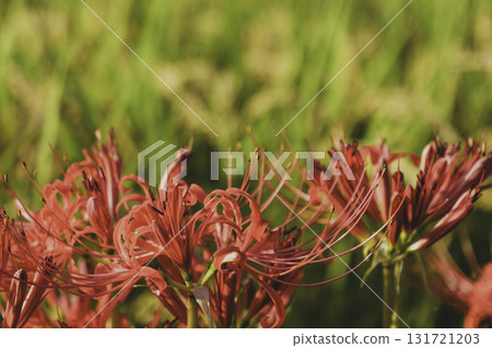 In autumn, red red spider lilies bloom beside rice fields. 131721203