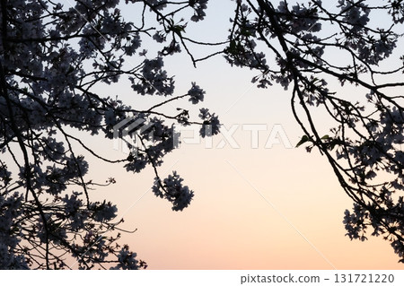 櫻花在夕陽下染色 131721220