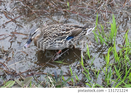 沿著海濱散步的鴨子 131721224