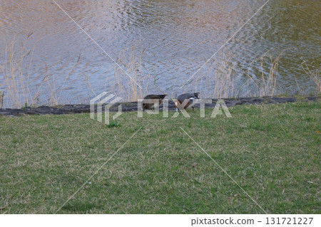 沿著海濱散步的鴨子 131721227