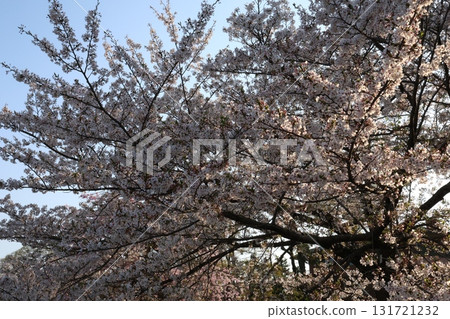 櫻花盛開 131721232