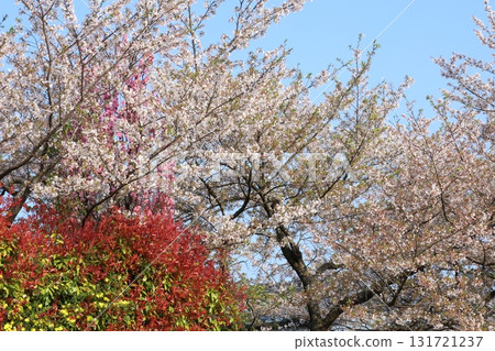 Cherry blossoms and blue sky Cherry blossoms and blue sky 131721237