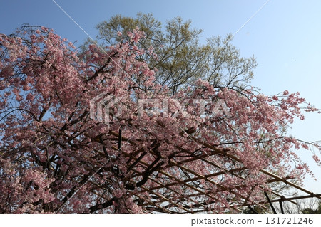 反對藍天的桃紅色櫻花 131721246