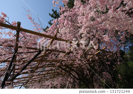 Cherry blossoms in full bloom shining in the blue sky Cherry blossoms in full bloom shining in the blue sky 131721249